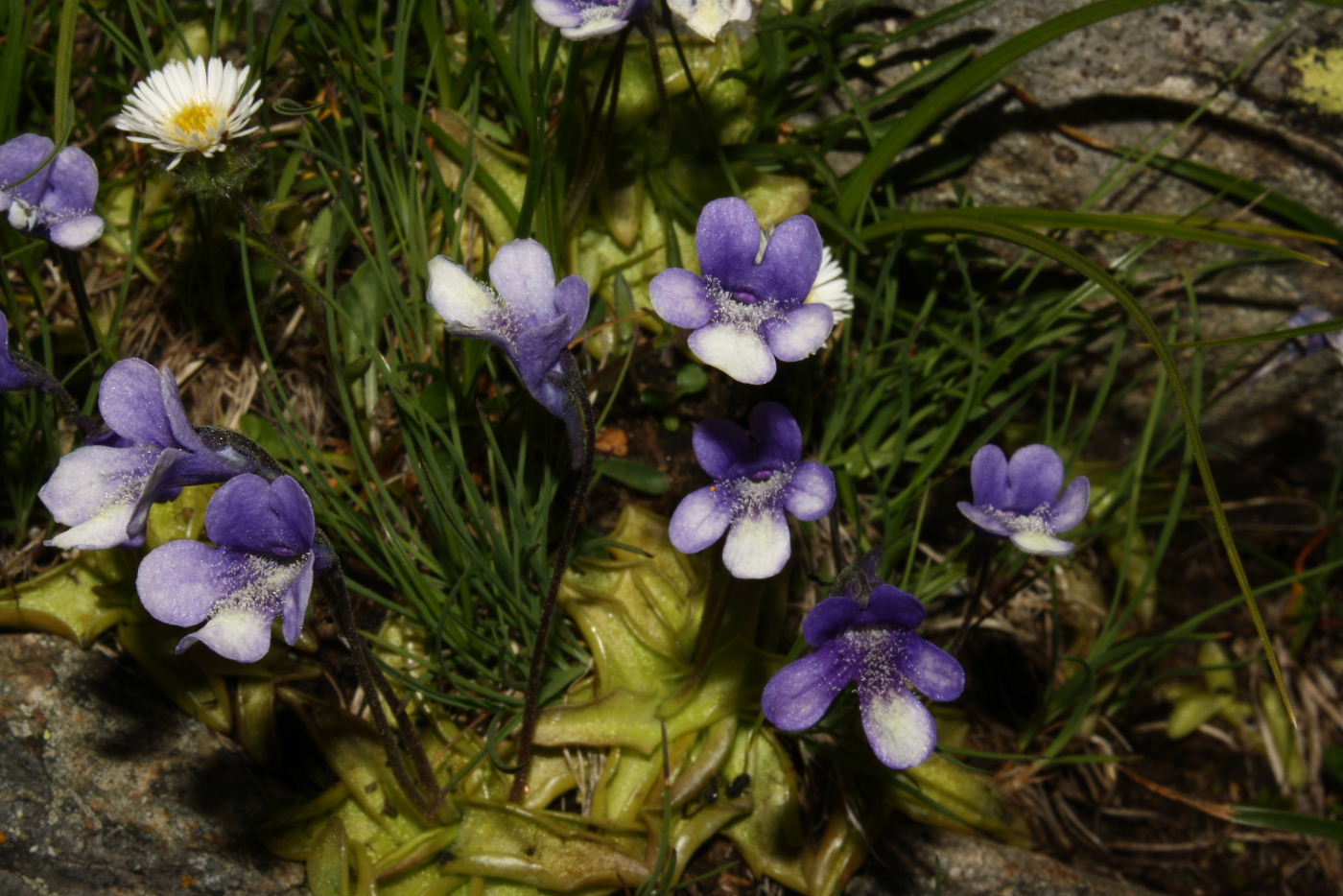 Pinguicula leptoceras / Erba unta bianco maculata